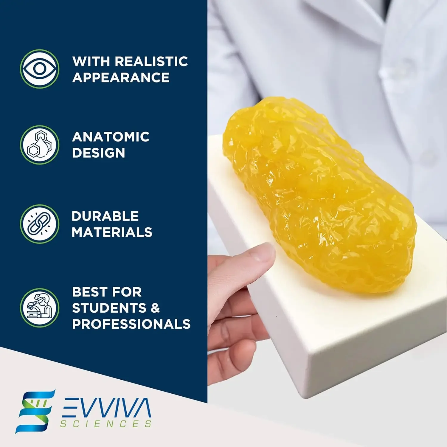 Human Muscle and Fat Replicas  - Nutrition For Health Fitness & Sport Melvin Williams recension och pris