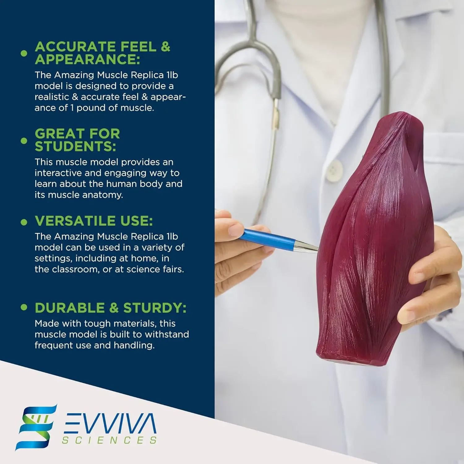 Human Muscle and Fat Replicas  - Nutrition For Health Fitness & Sport Melvin Williams recension och pris